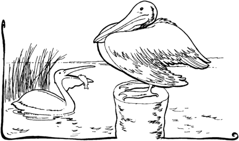 Pelican 7 Coloring page