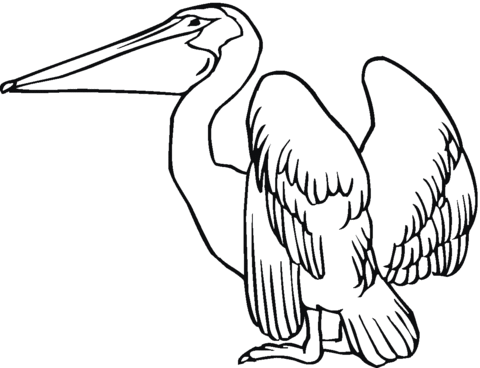 Pelican 9 Coloring page