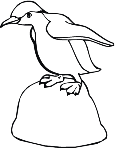 Penguin 15 Coloring page