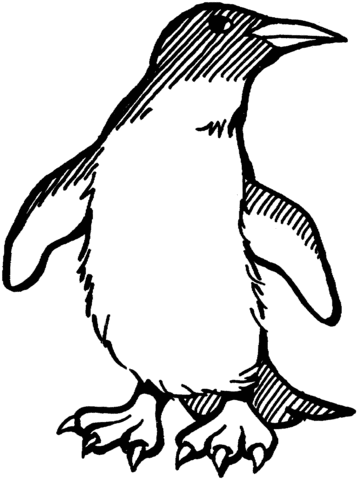 Penguin 3 Coloring page