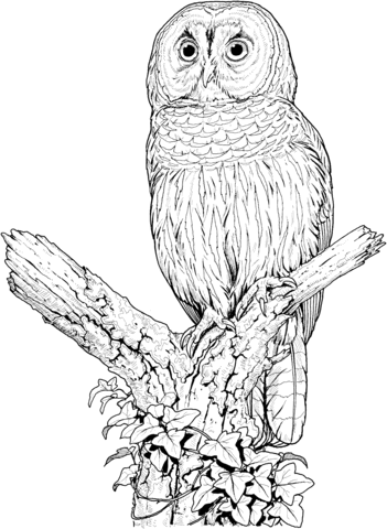 Perched Barred Owl Coloring page