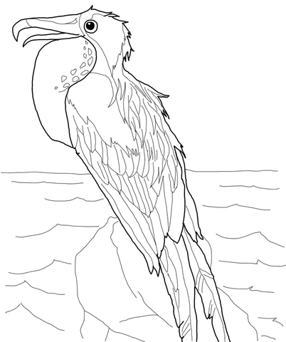 Perched Frigatebird Coloring page