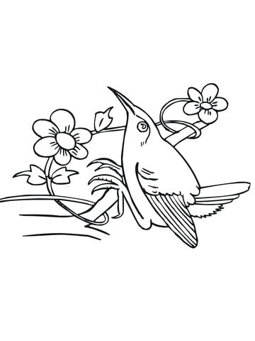 Perched Hummingbird Coloring page