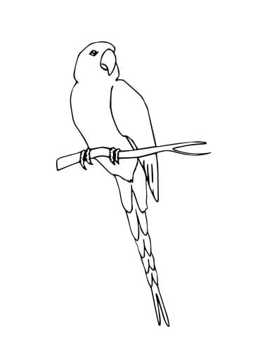 Perched Macaw Coloring page