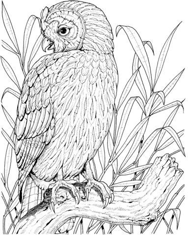 Perched Owl Coloring page