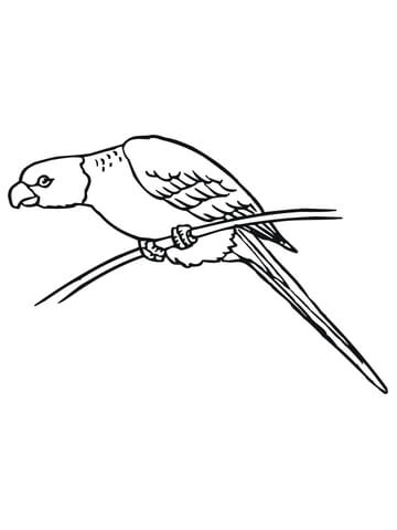 Perched Parakeet Coloring page