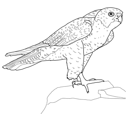 Perched Peregrine Falcon Coloring page