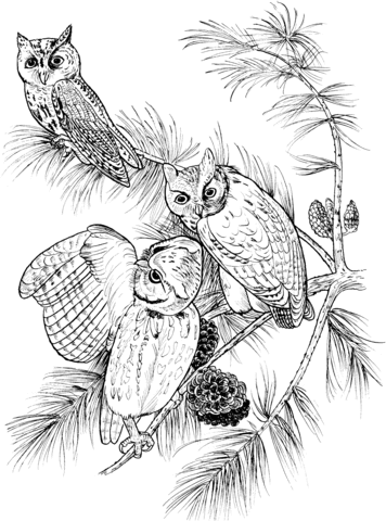 Perched Screech Owls Coloring page