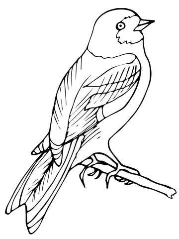 Perched Wren Bird Coloring page