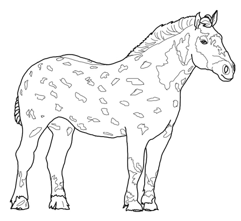 Percheron Horse Coloring page