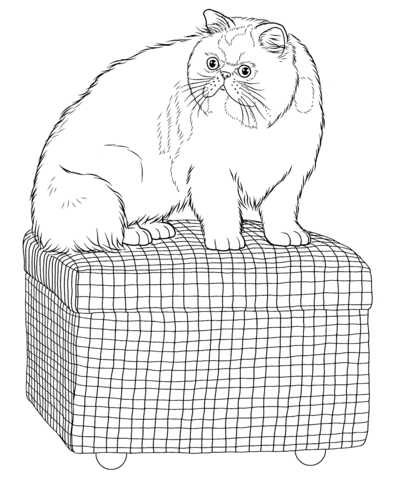 Persian Cat  Coloring page