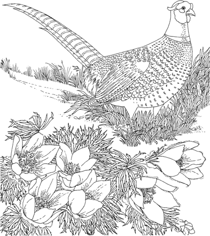 Ring-necked Pheasant and American Pasque South Dakota Bird and Flower Coloring page