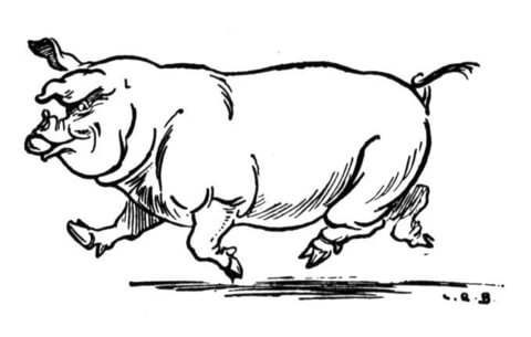 Pig 12 Coloring page