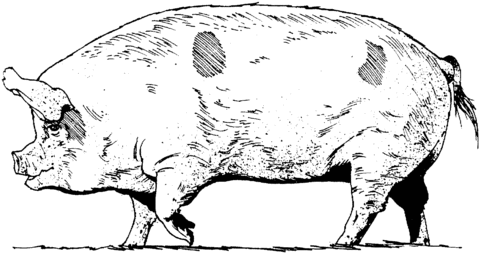 Pig 15 Coloring page