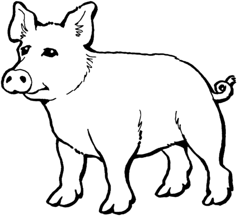 Pig 17 Coloring page