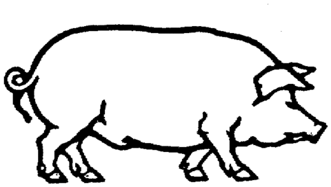 Domestic pig Coloring page