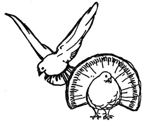 Pigeon 1 Coloring page