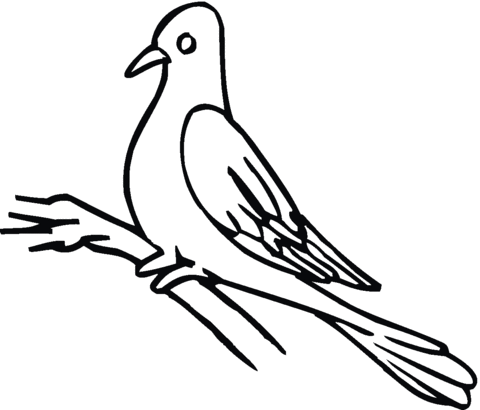 Pigeon 12 Coloring page