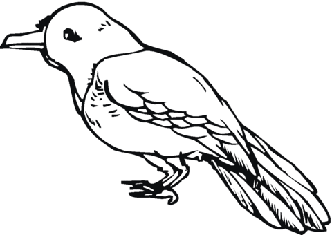 Pigeon 17 Coloring page