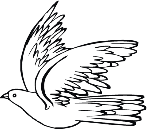 Pigeon 19 Coloring page