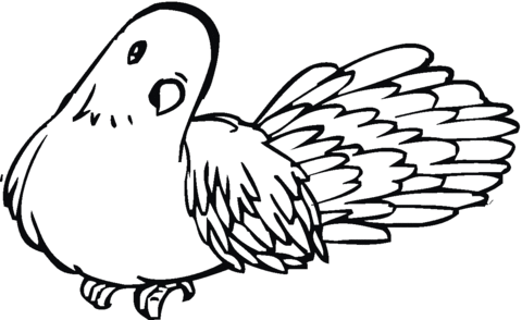 Pigeon 20 Coloring page