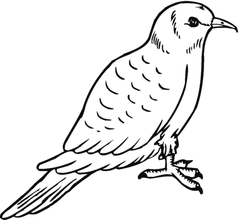 Pigeon 22 Coloring page