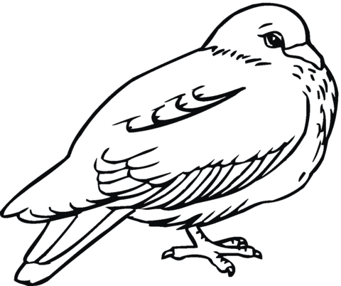 Pigeon 5 Coloring page