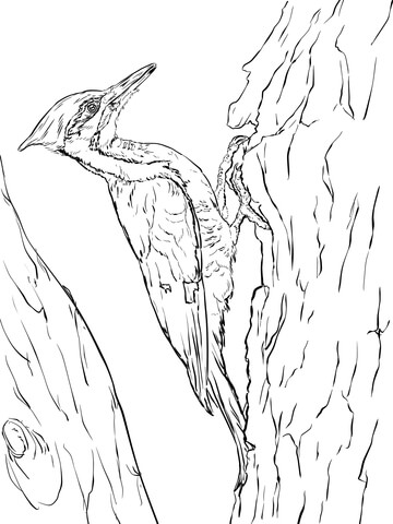 Pileated Woodpecker Coloring page