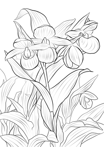 Pink-and-white Ladys Slipper Coloring page