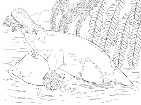 Platypus Coloring page