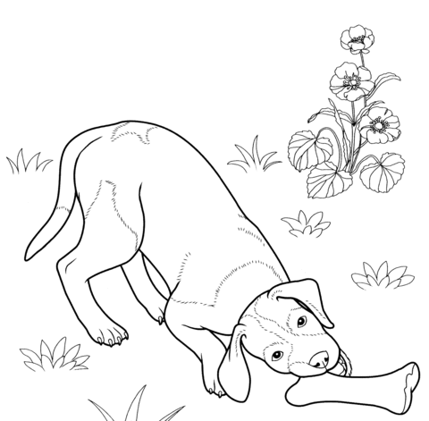 German shorthaired pointer Coloring page