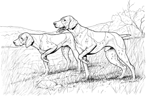 Pointer Dogs Coloring page