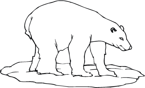 Polar Bear 23 Coloring page