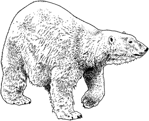 Walking Polar Bear Coloring page