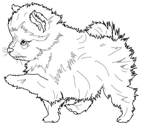 Pomeranian puppy Coloring page