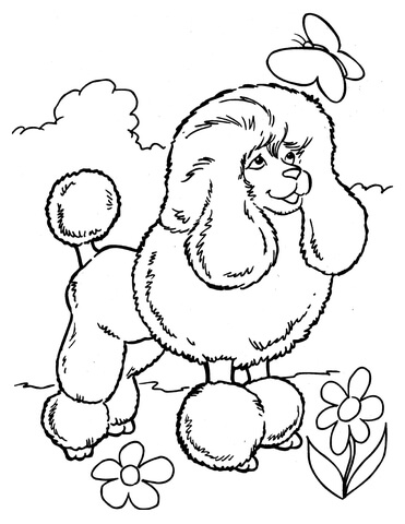 Poodle And Butterfly Coloring page