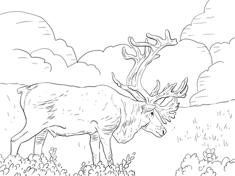 Porcupine Caribou or Grant's Caribou Coloring page