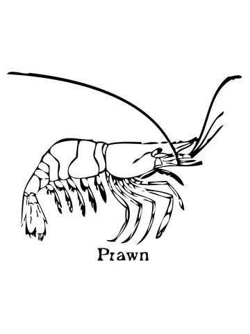 Prawn Coloring page