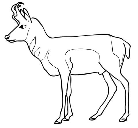 Pronghorn Antelope Coloring page