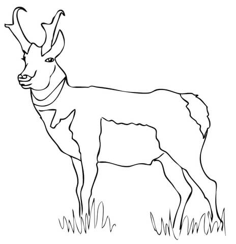 Pronghorn Coloring page