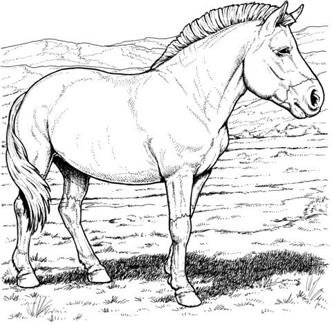 Przewalski's Wild Horse Coloring page