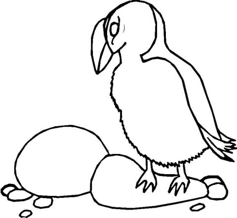 Puffin on Stone  Coloring page