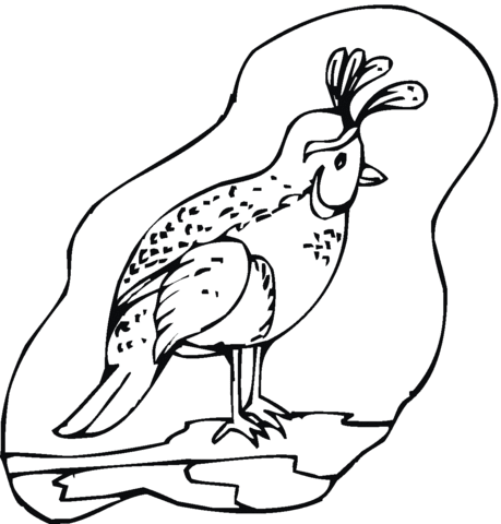 California Quail Coloring page