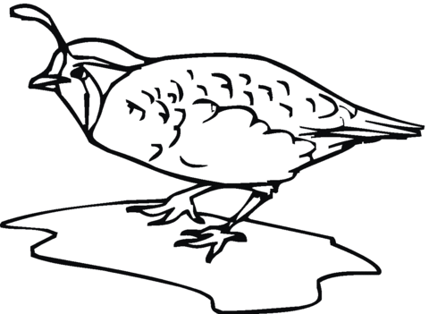 Quail bird Coloring page