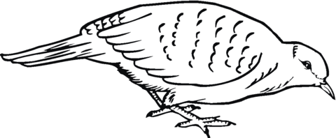 Quail Coloring page