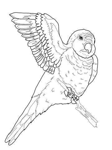 Quaker Parrot Coloring page