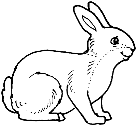 Rabbit 11 Coloring page