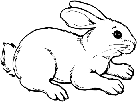 Rabbit 8 Coloring page