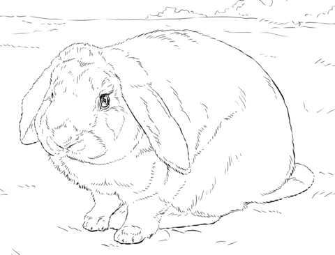 Rabbit Coloring page