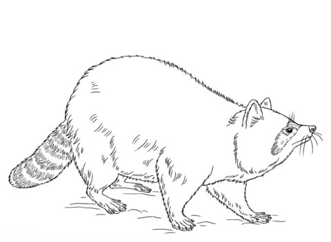 Raccoon Coloring page